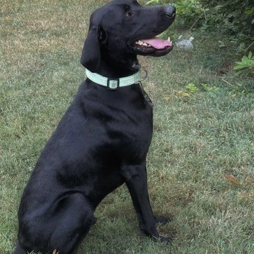 Enlarge Winston, a Adoptable mixed breed in Leesburg, AL image 1/4