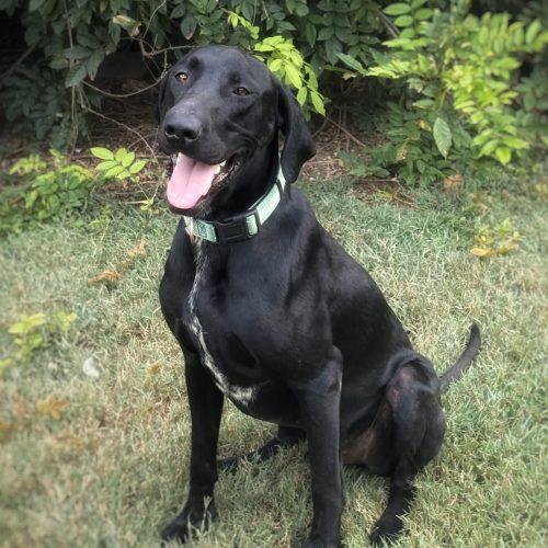 Enlarge Winston, a Adoptable mixed breed in Leesburg, AL image 2/4