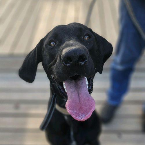 Enlarge Winston, a Adoptable mixed breed in Leesburg, AL image 3/4