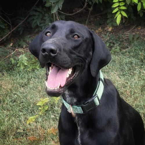 Enlarge Winston, a Adoptable mixed breed in Leesburg, AL image 4/4