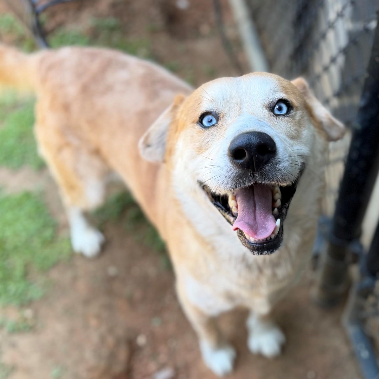 Enlarge Tooty, a ADOPTABLE mixed breed in Summerdale, AL image 1/1