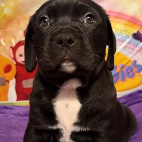 Tinky Winky, Adoptable, Puppy Male Rottweiler & Pit Bull Terrier.