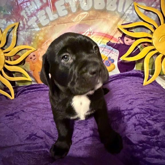 Enlarge Tinky Winky, a Adoptable mixed breed in Normal, IL image 2/4
