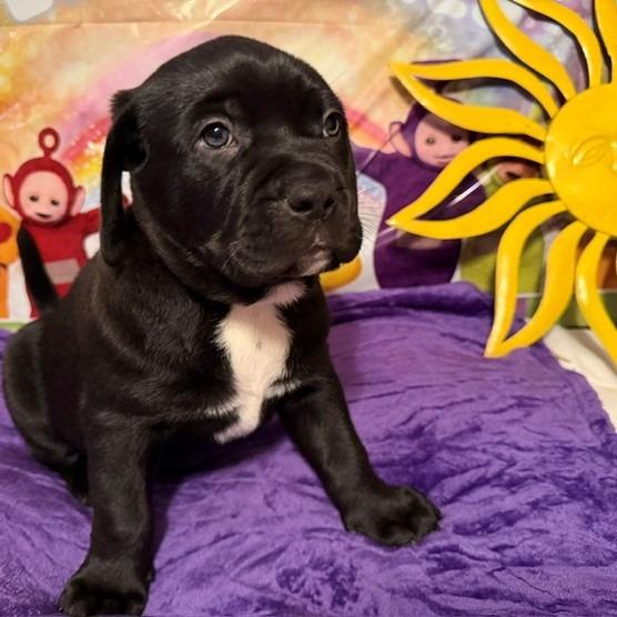 Enlarge Tinky Winky, a Adoptable mixed breed in Normal, IL image 3/4