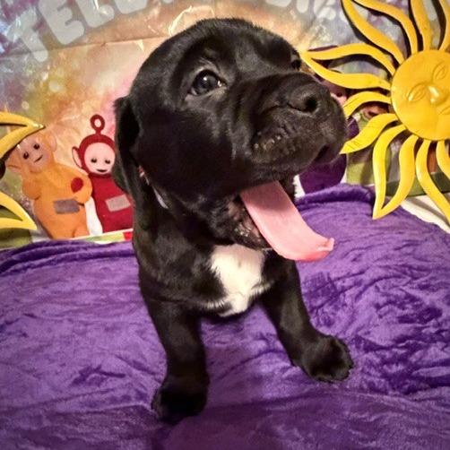 Enlarge Tinky Winky, a Adoptable mixed breed in Normal, IL image 4/4