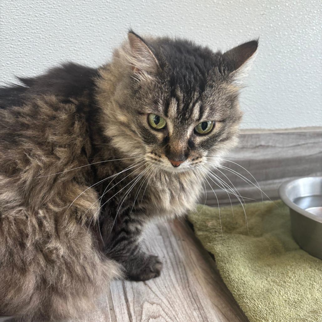 Enlarge Hazel Grace, a Adoptable mixed breed in West Des Moines, IA image 1/2