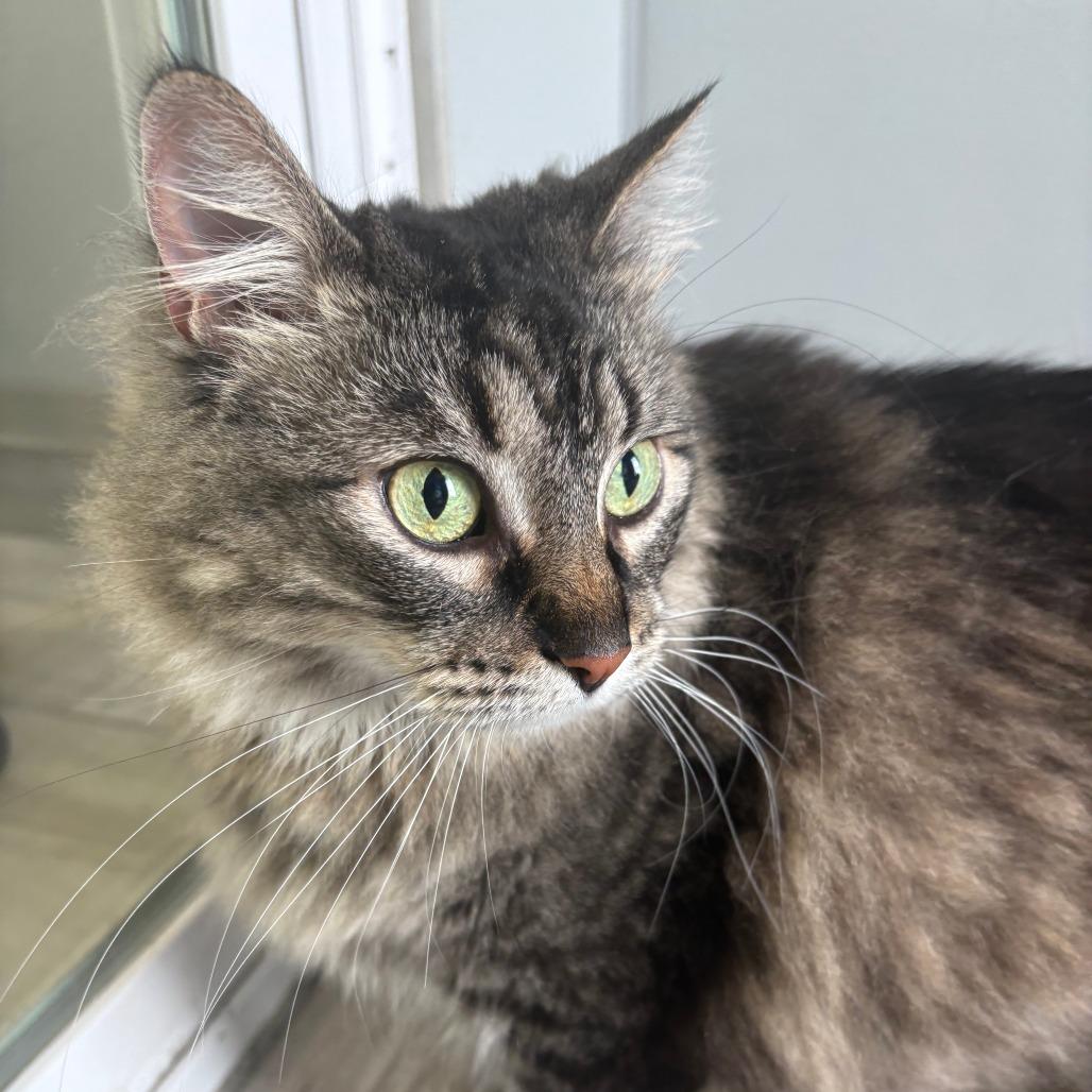 Enlarge Hazel Grace, a Adoptable mixed breed in West Des Moines, IA image 2/2