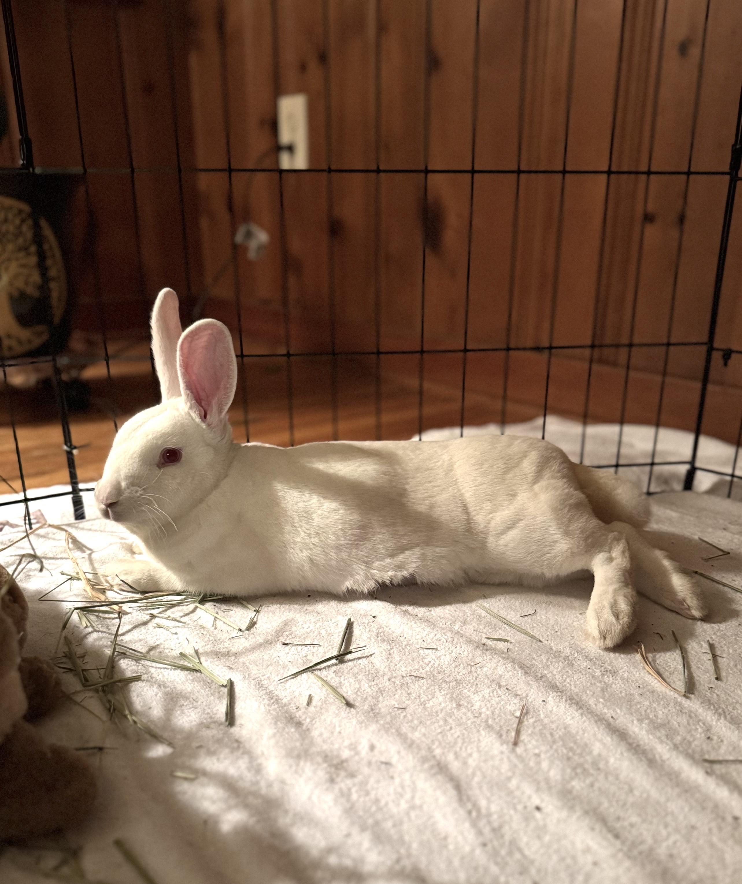 Enlarge Lilly, a Adoptable Mini Rex in Sauk Village, IL image 2/3