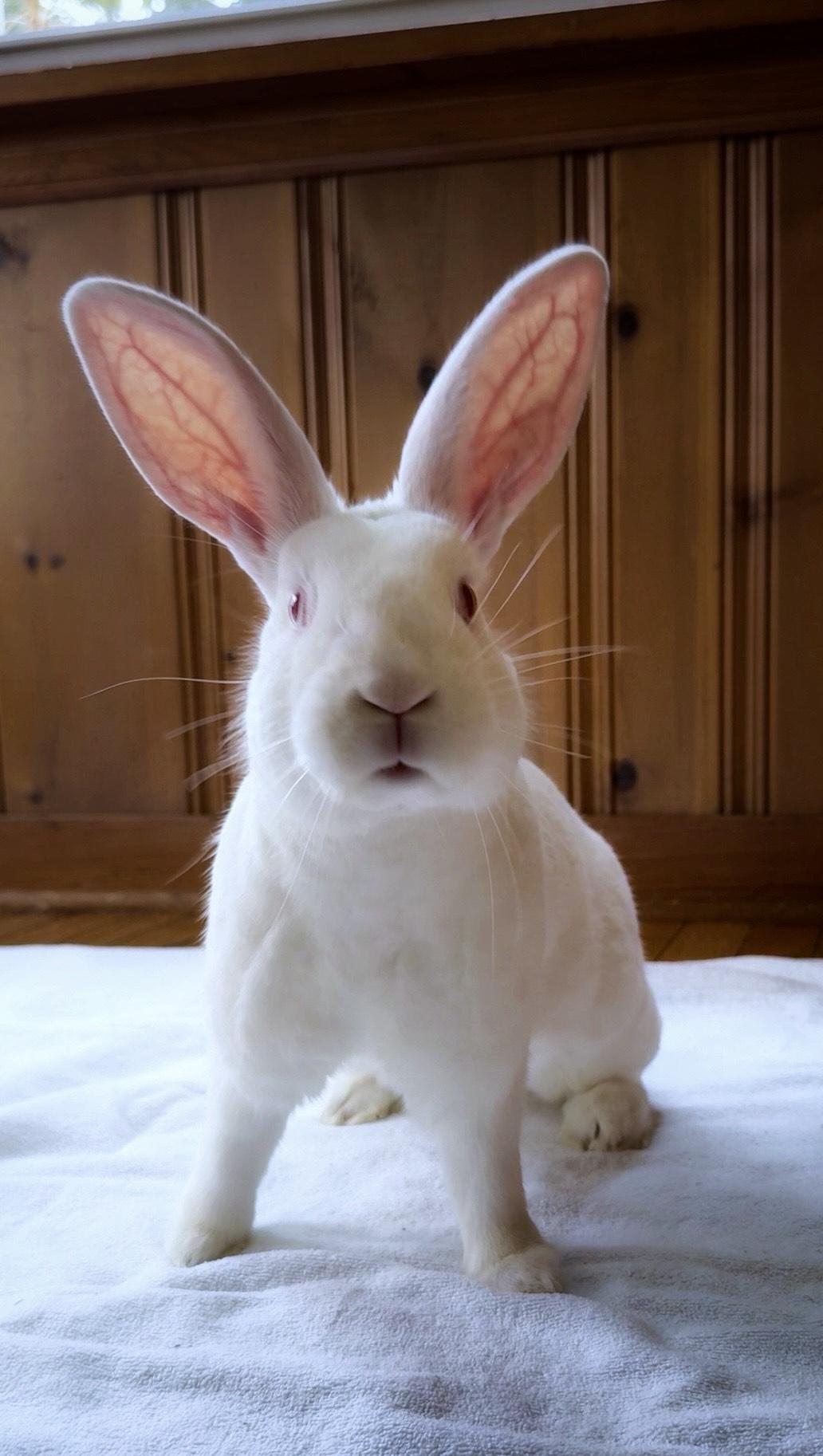 Lilly, Adult Female Mini Rex
