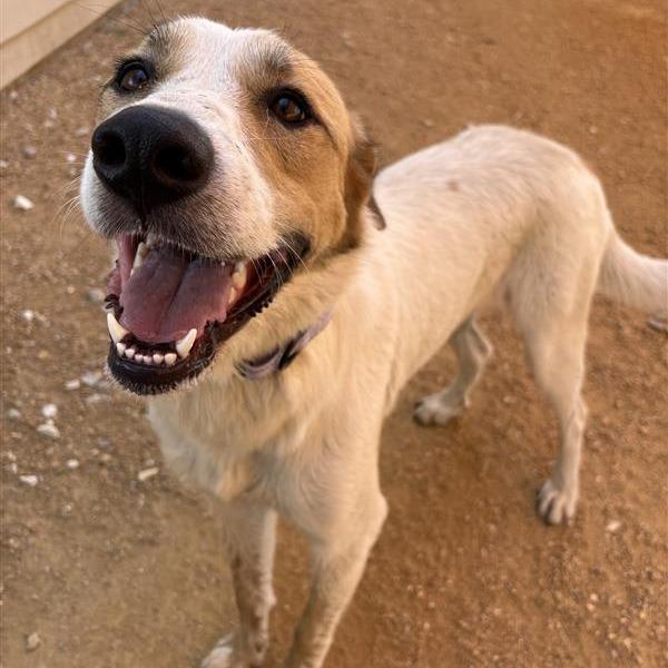 Diamond, Adoptable, Adult Female Mixed Breed.