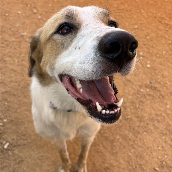 Diamond, a Adoptable Mixed Breed in Bentonville, AR image 2/3