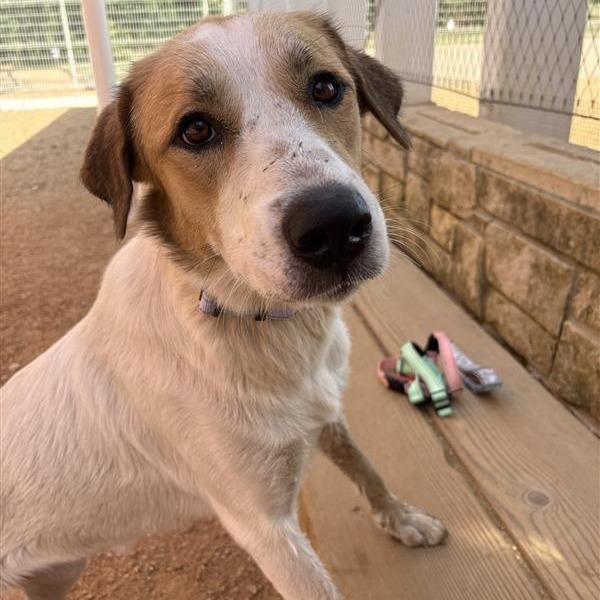 Diamond, a Adoptable Mixed Breed in Bentonville, AR image 3/3