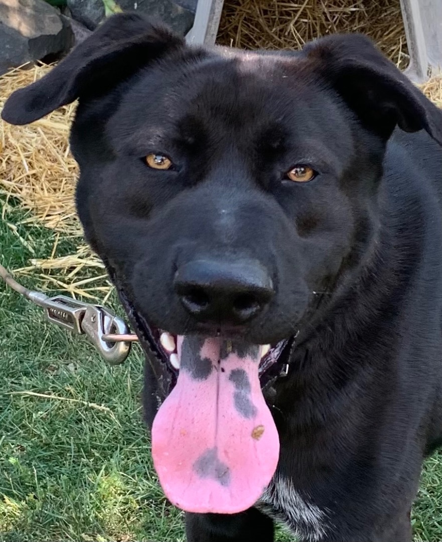 Devo, a Adopted mixed breed in Riverview, MI image 1/6