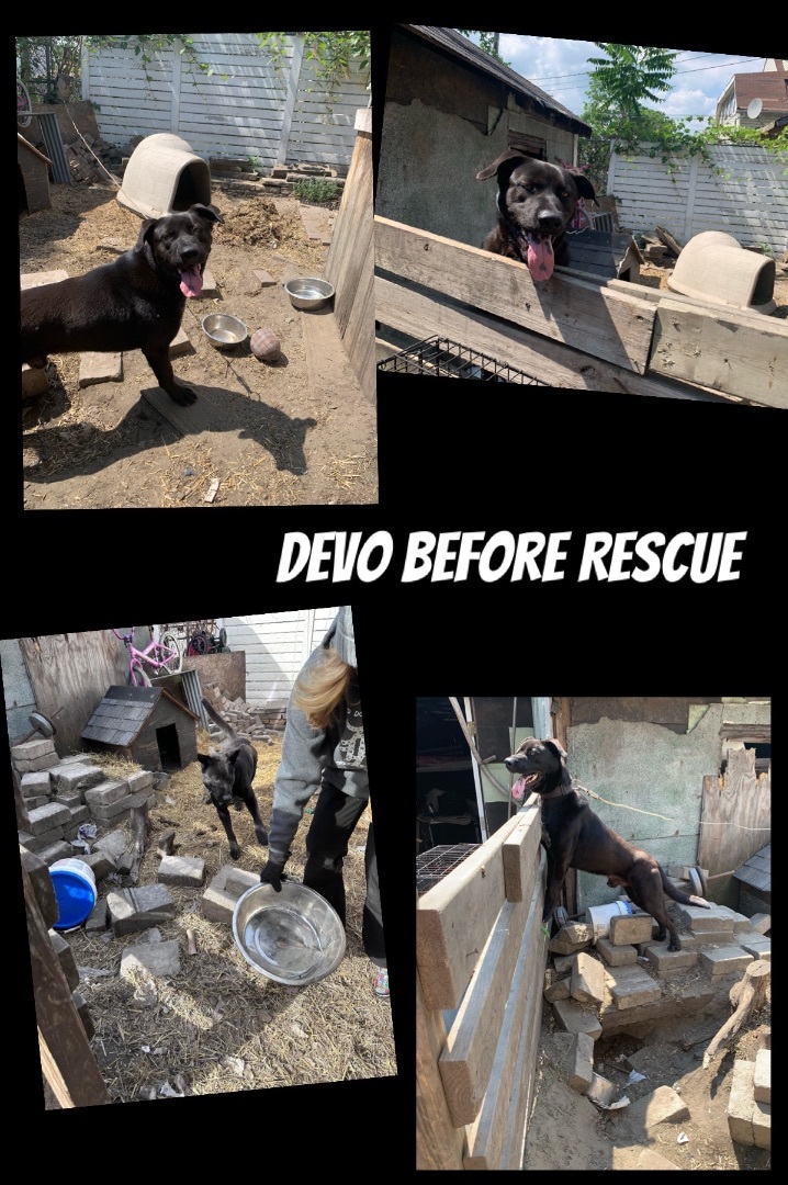 Devo, a Adopted mixed breed in Riverview, MI image 2/6