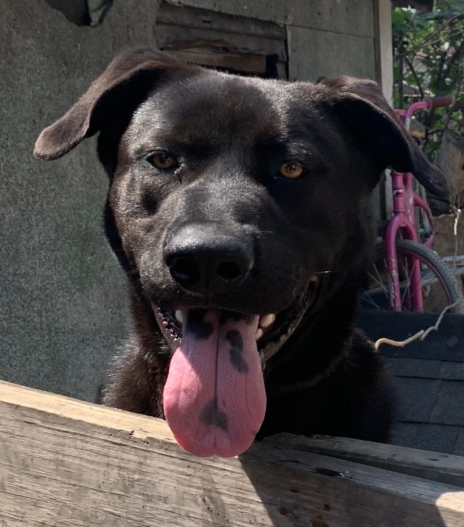 Devo, a Adopted mixed breed in Riverview, MI image 4/6