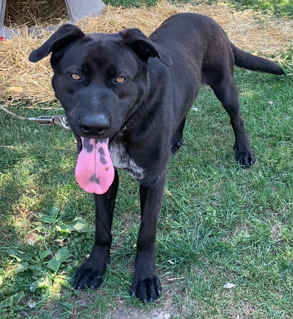 Devo, a Adopted mixed breed in Riverview, MI image 5/6