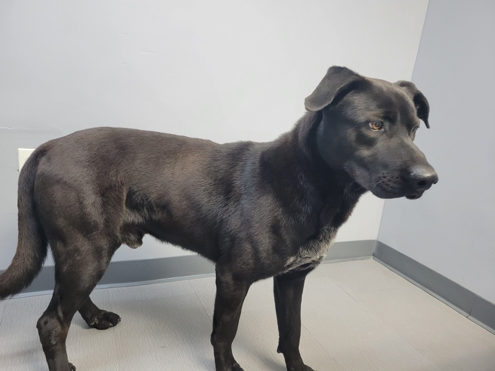 Devo, a Adopted mixed breed in Riverview, MI image 6/6