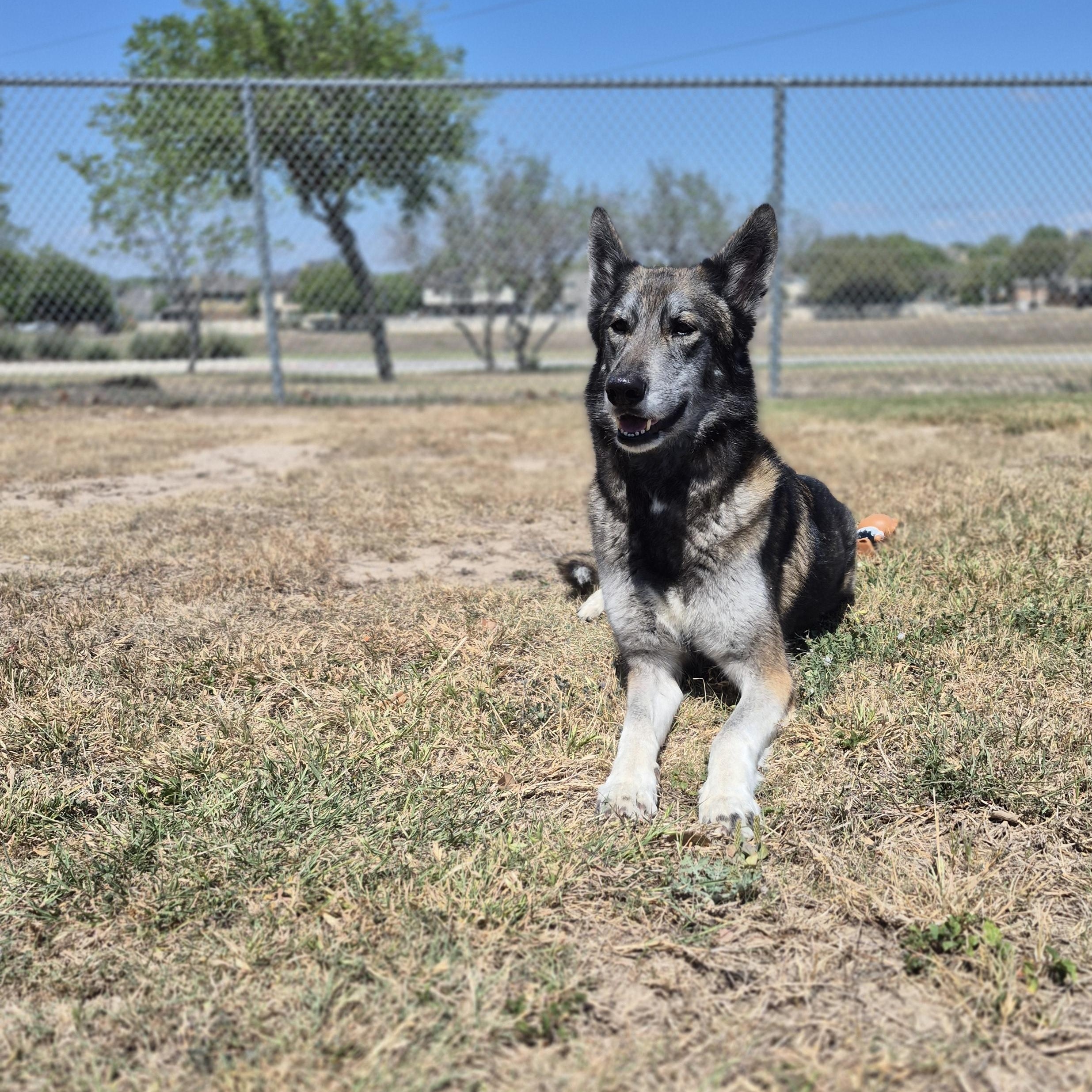 Enlarge Kita , an adopted Shepherd in Schertz, TX image 3/4