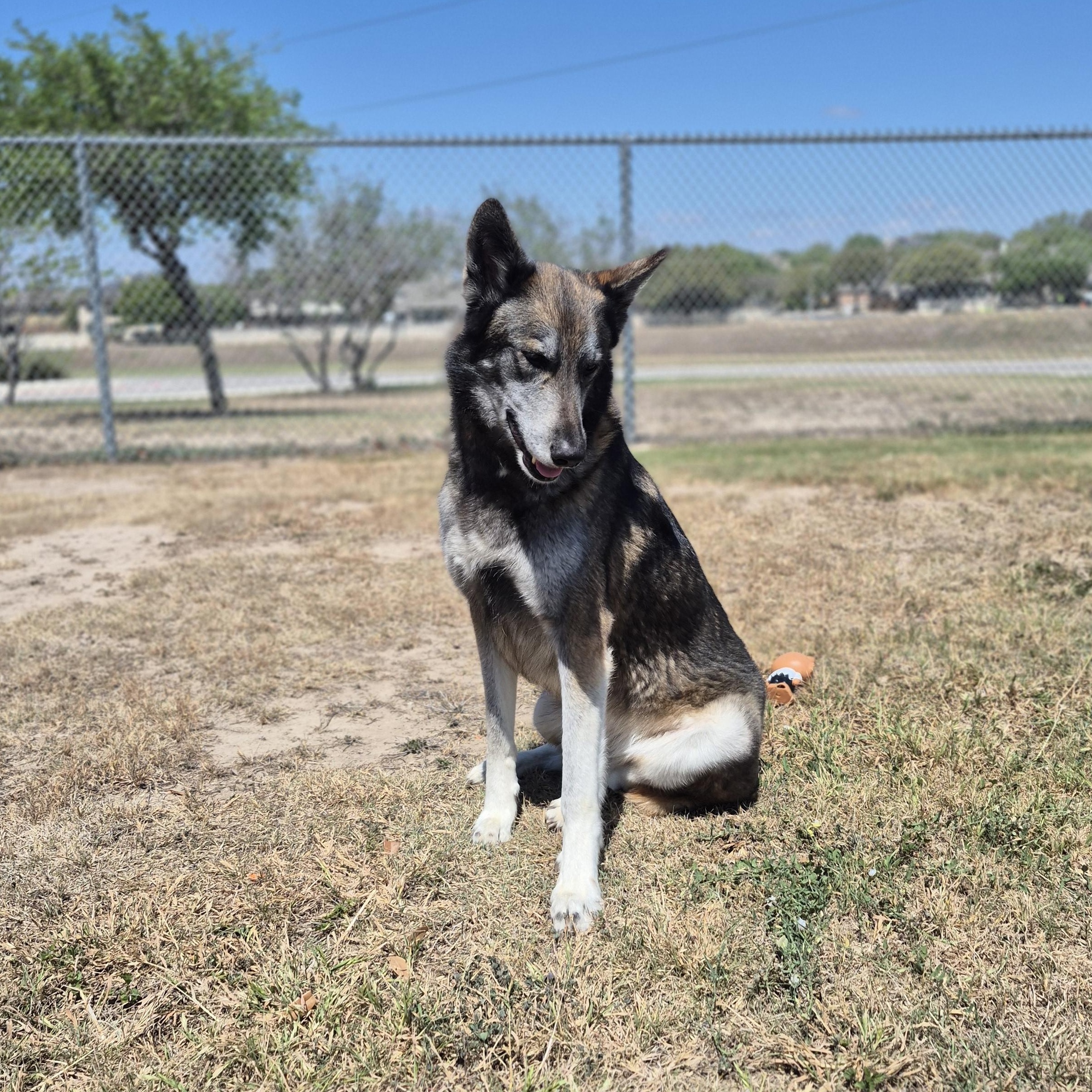 Enlarge Kita , an adopted Shepherd in Schertz, TX image 2/4