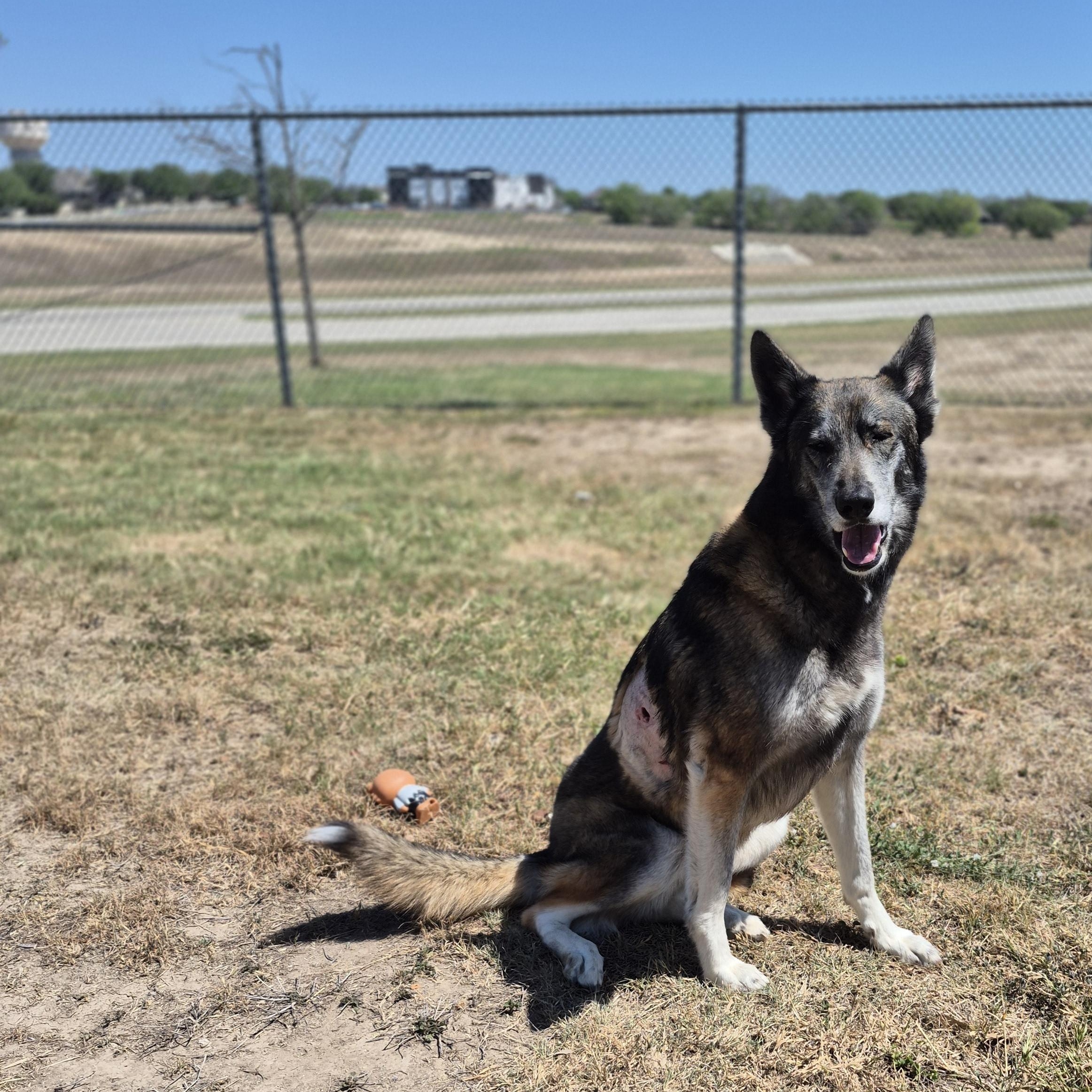 Enlarge Kita , an adopted Shepherd in Schertz, TX image 4/4