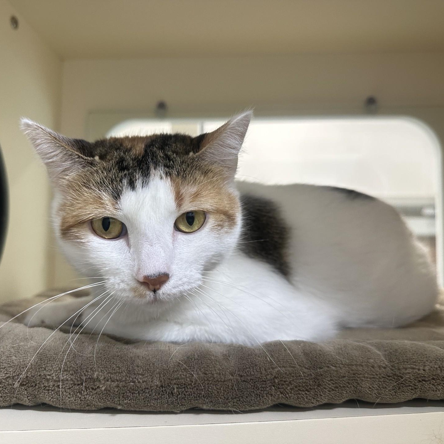 Enlarge Lilo, a Adoptable Domestic Long Hair in Converse, TX image 2/2