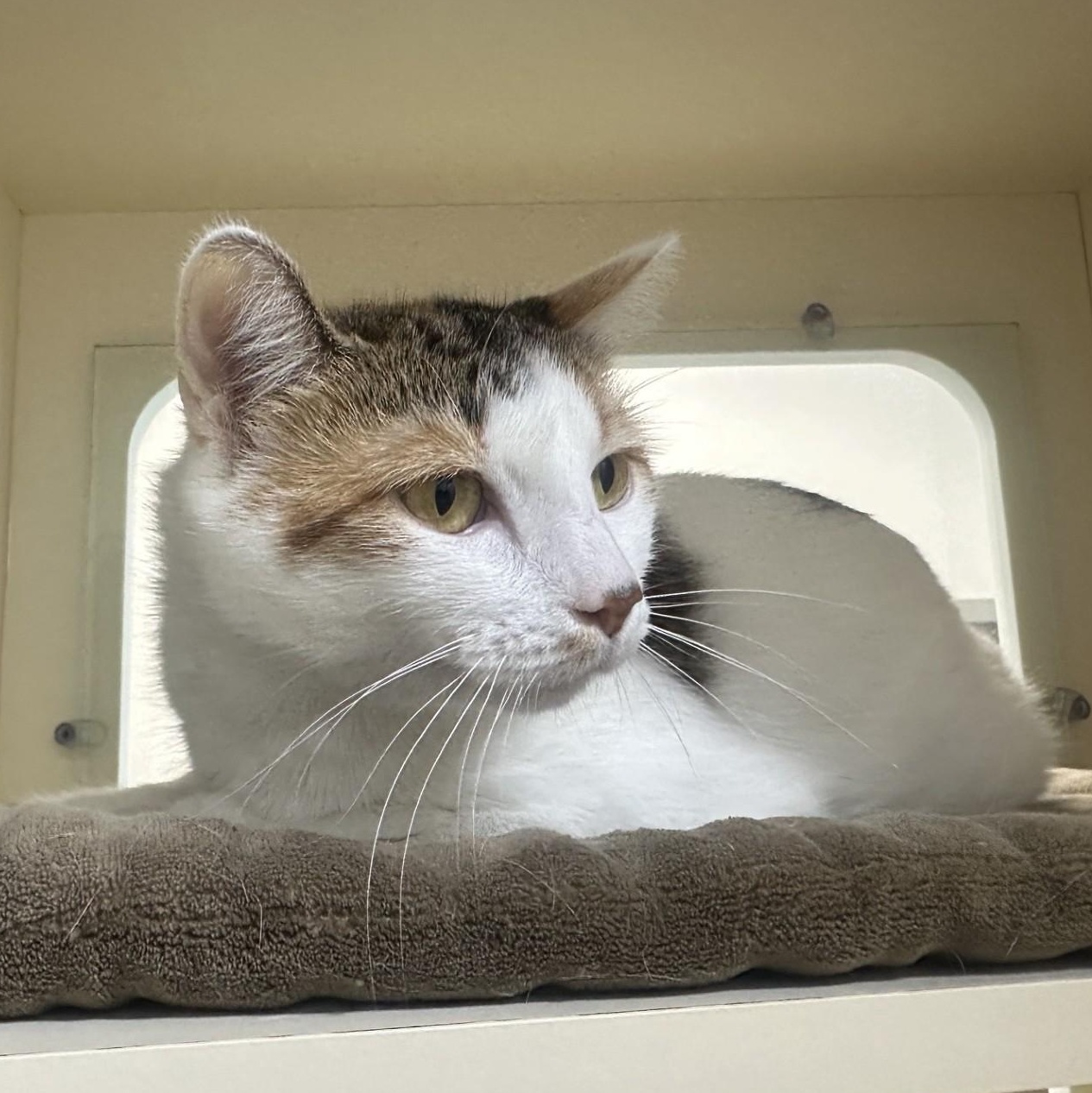 Enlarge Lilo, a Adoptable Domestic Long Hair in Converse, TX image 1/2