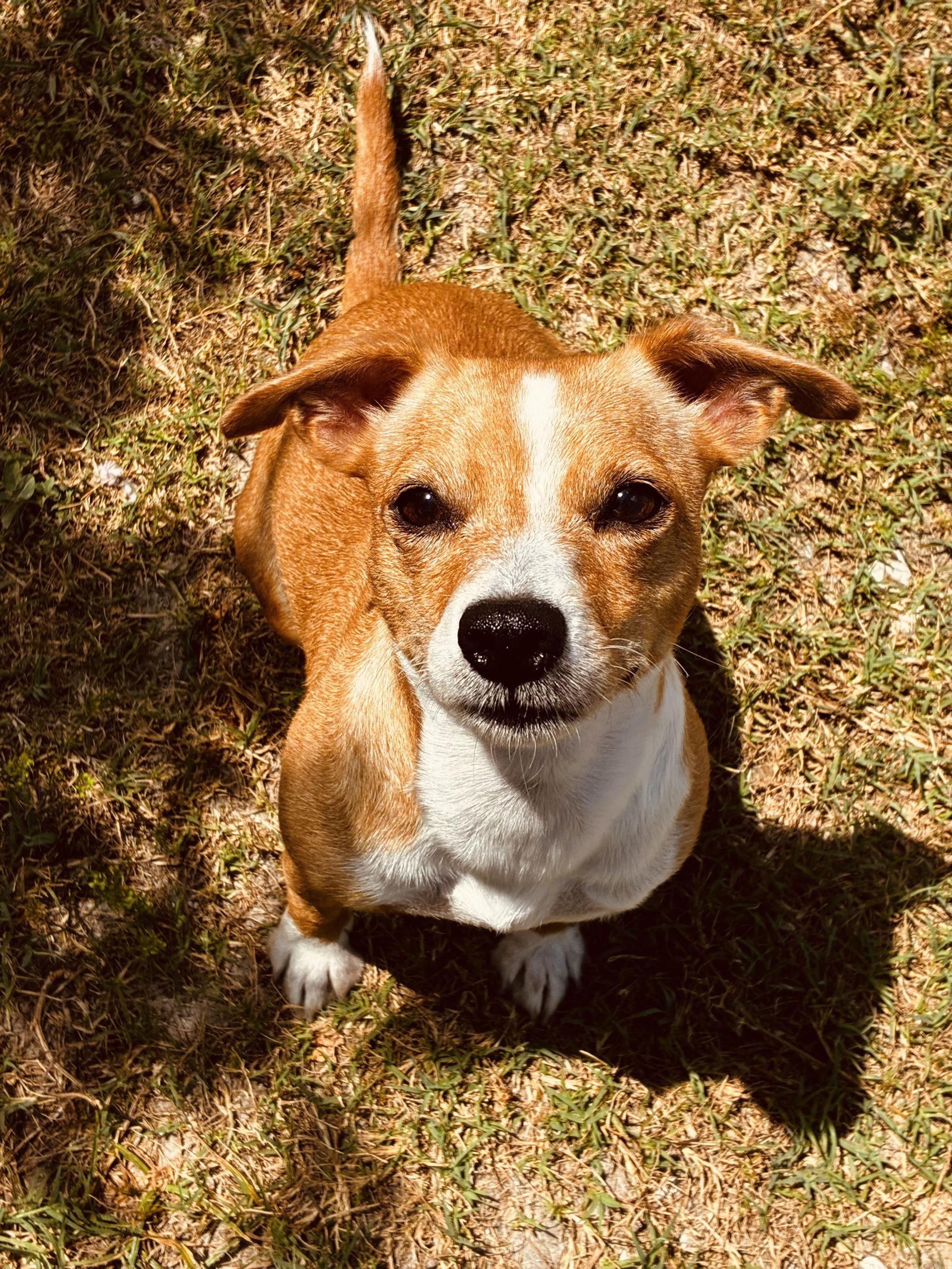 Enlarge Cheyenne, an adopted mixed breed in New Port Richey, FL image 1/2