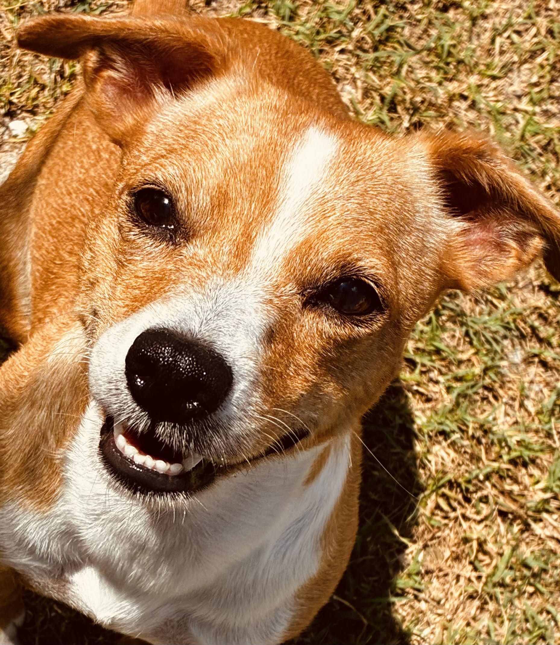 Enlarge Cheyenne, an adopted mixed breed in New Port Richey, FL image 2/2