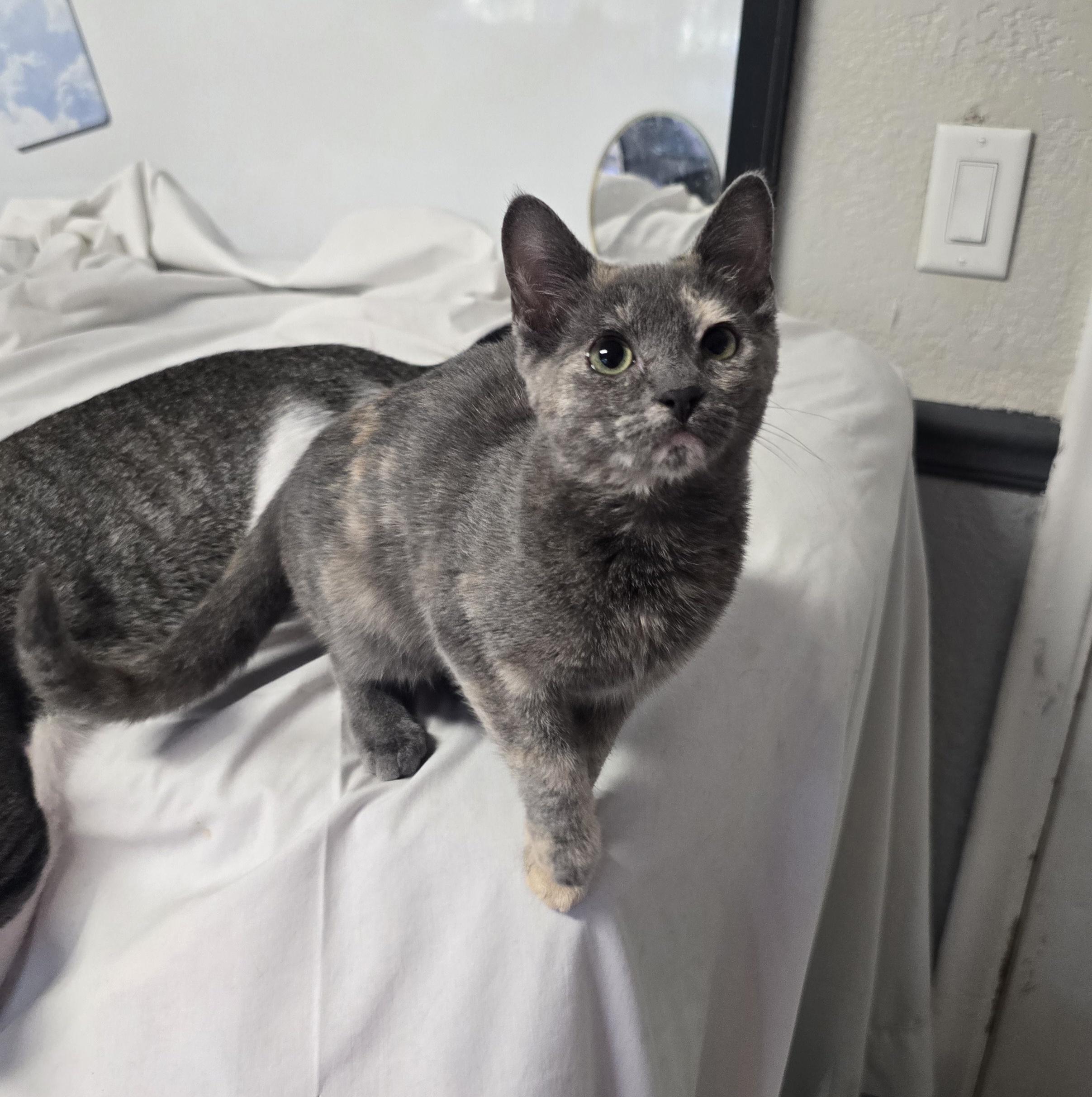 Fiona, an adopted Domestic Short Hair in Margate, FL image 3/5