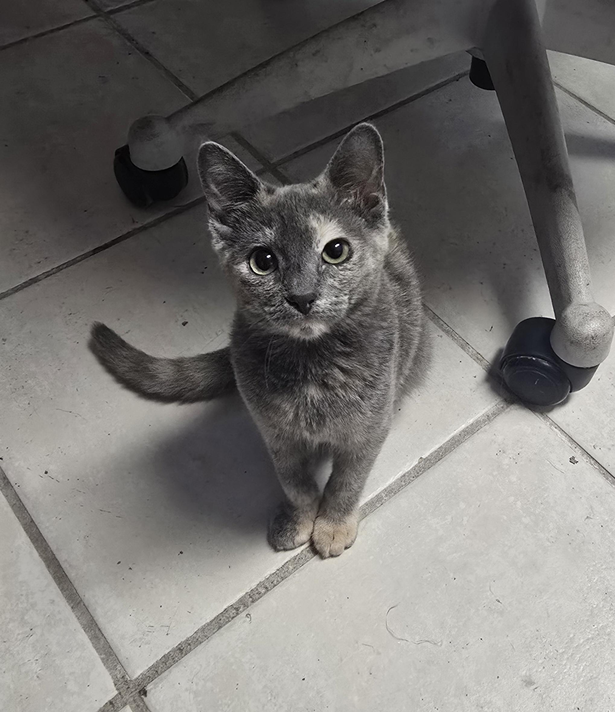 Fiona, an adopted Domestic Short Hair in Margate, FL image 1/5