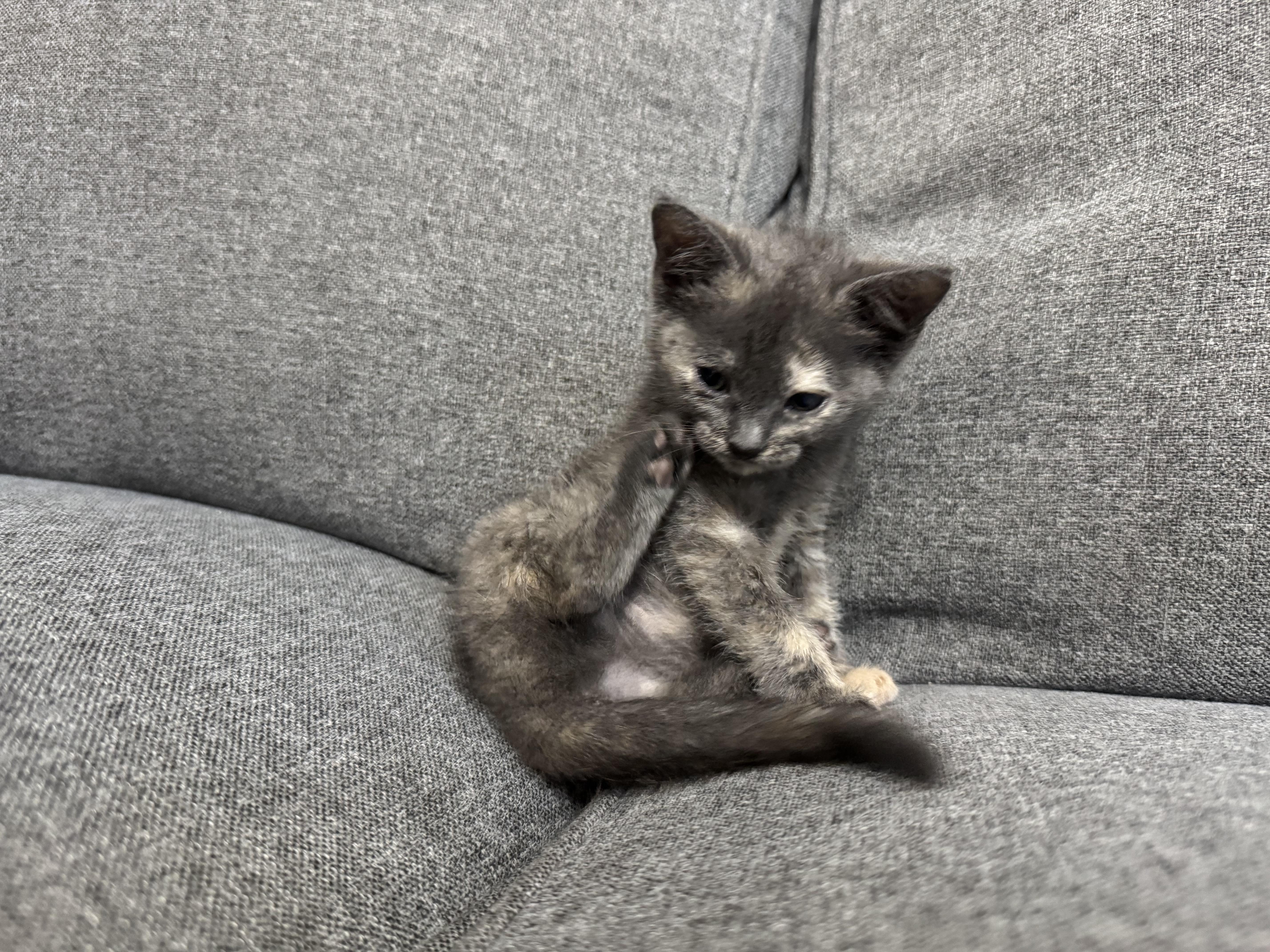 Enlarge Fiona, a ADOPTABLE Domestic Short Hair in Margate, FL image 3/3