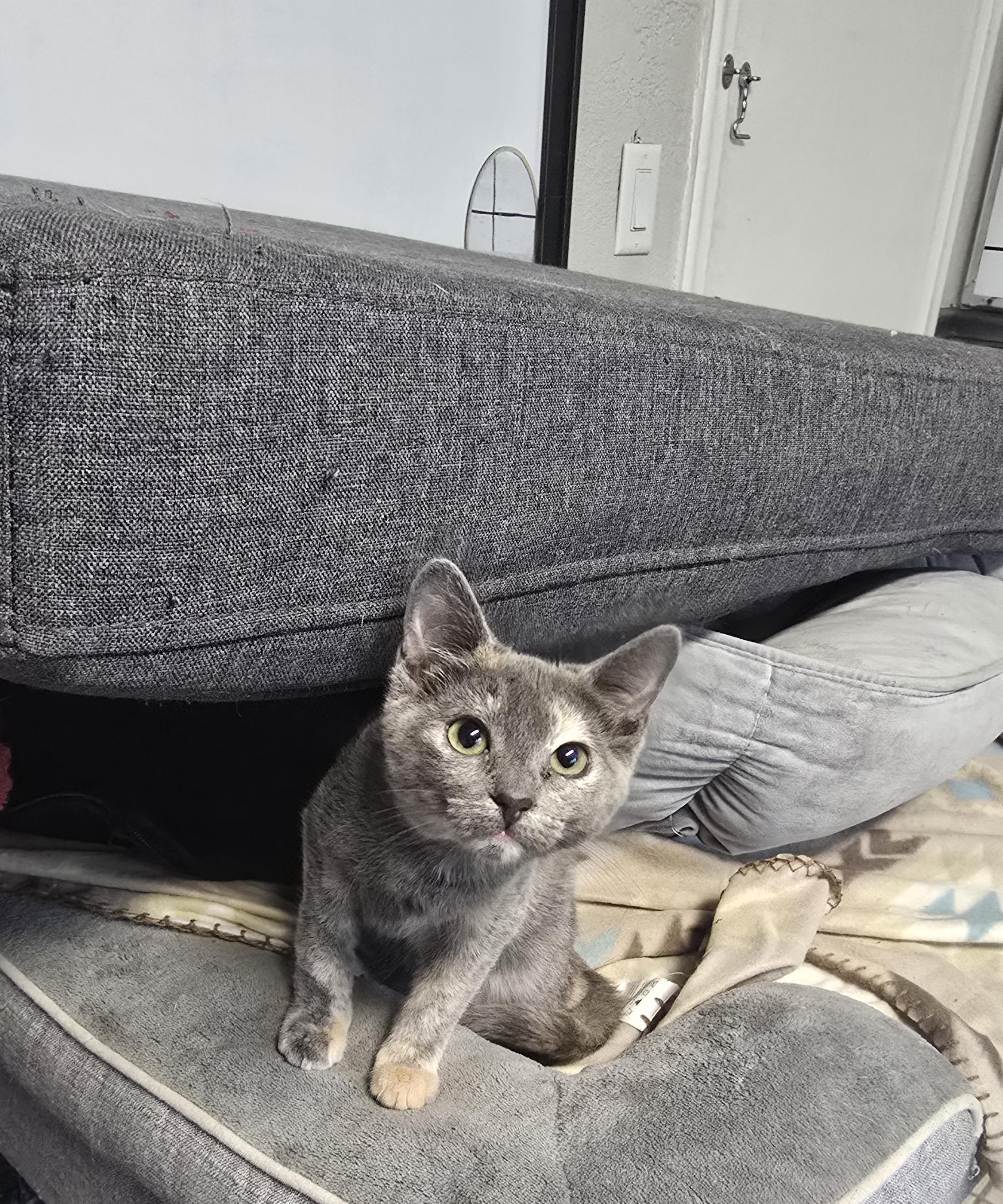 Fiona, an adopted Domestic Short Hair in Margate, FL image 4/5