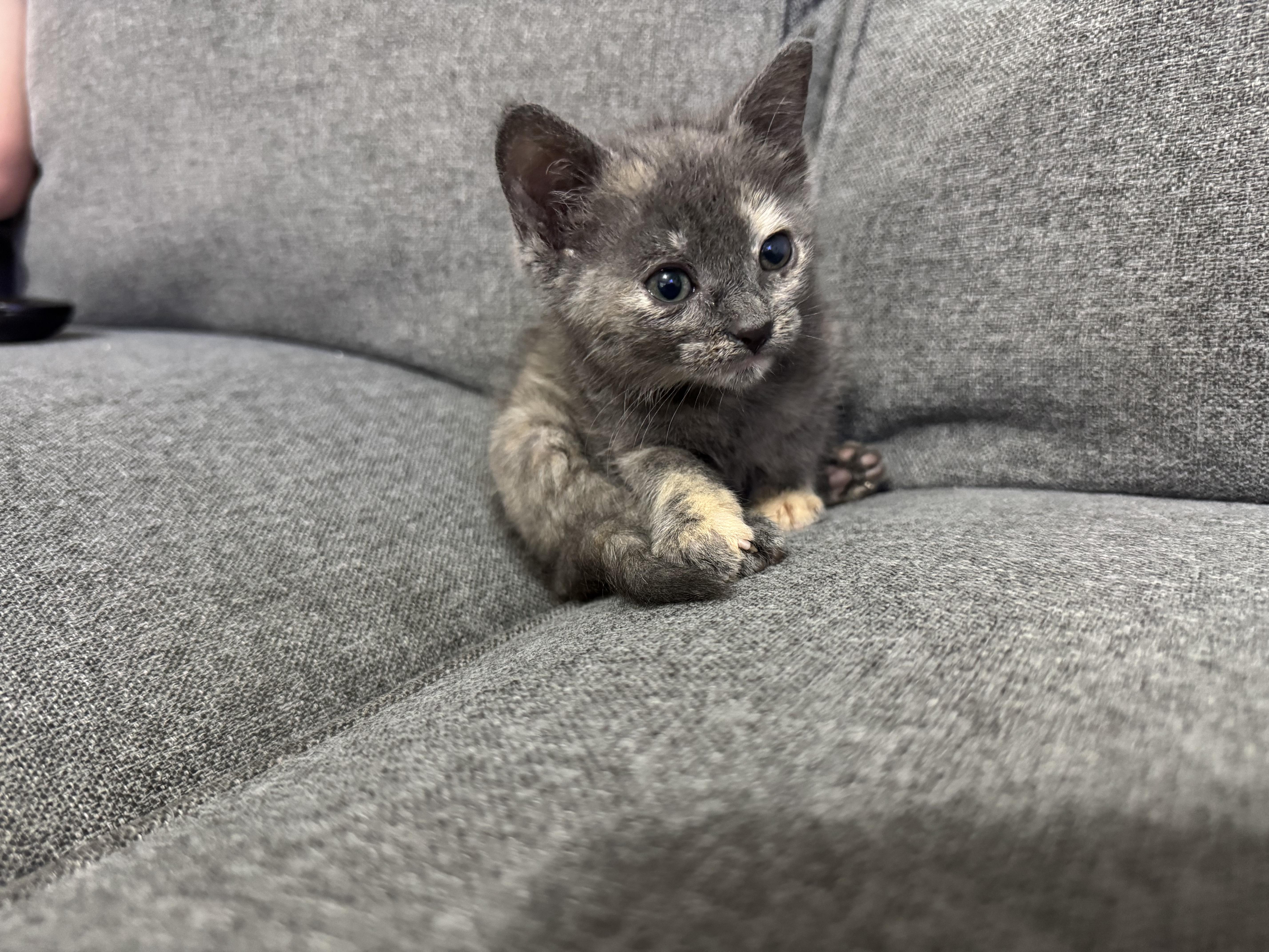 Fiona, ADOPTABLE, Kitten Female Domestic Short Hair.
