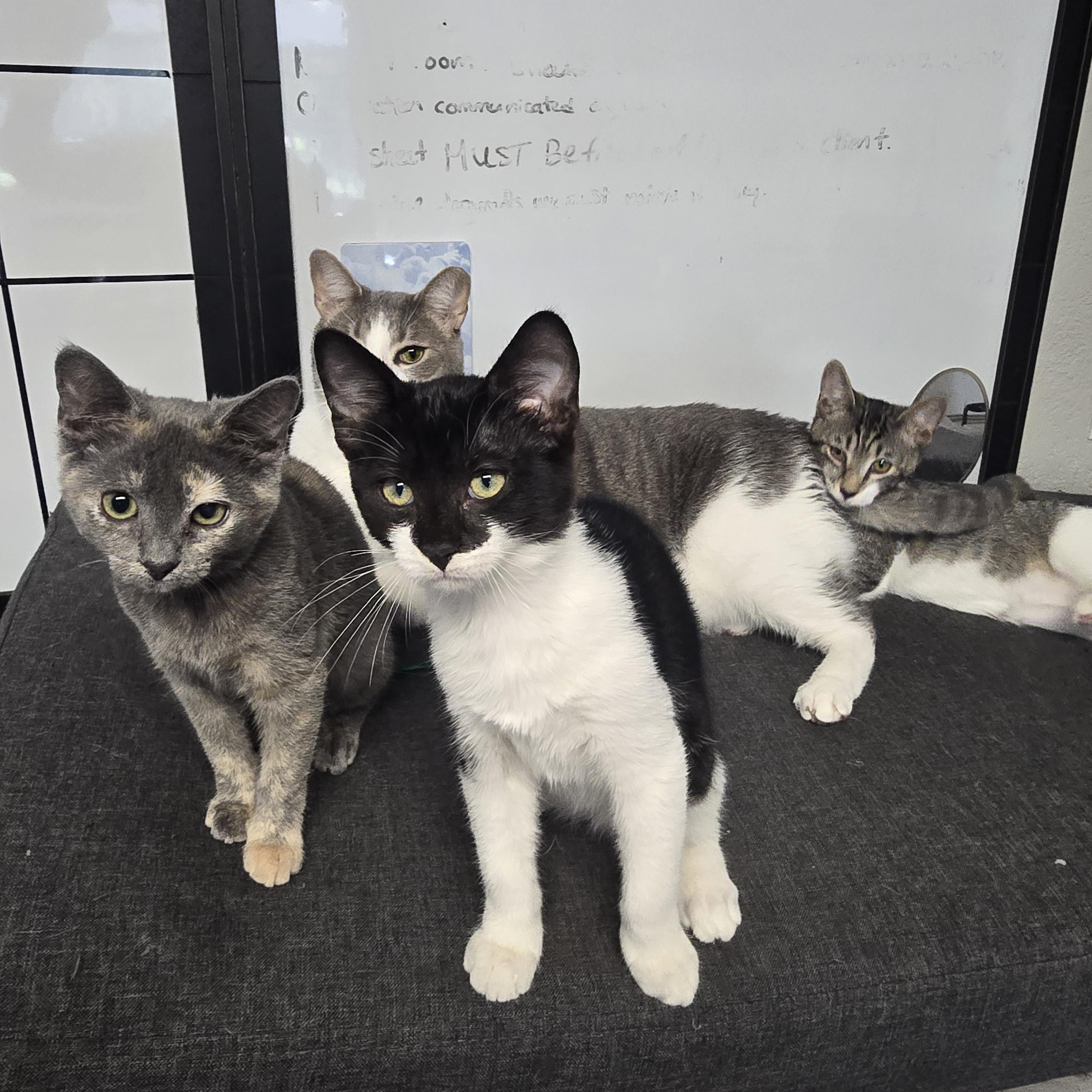 Fiona, an adopted Domestic Short Hair in Margate, FL image 5/5