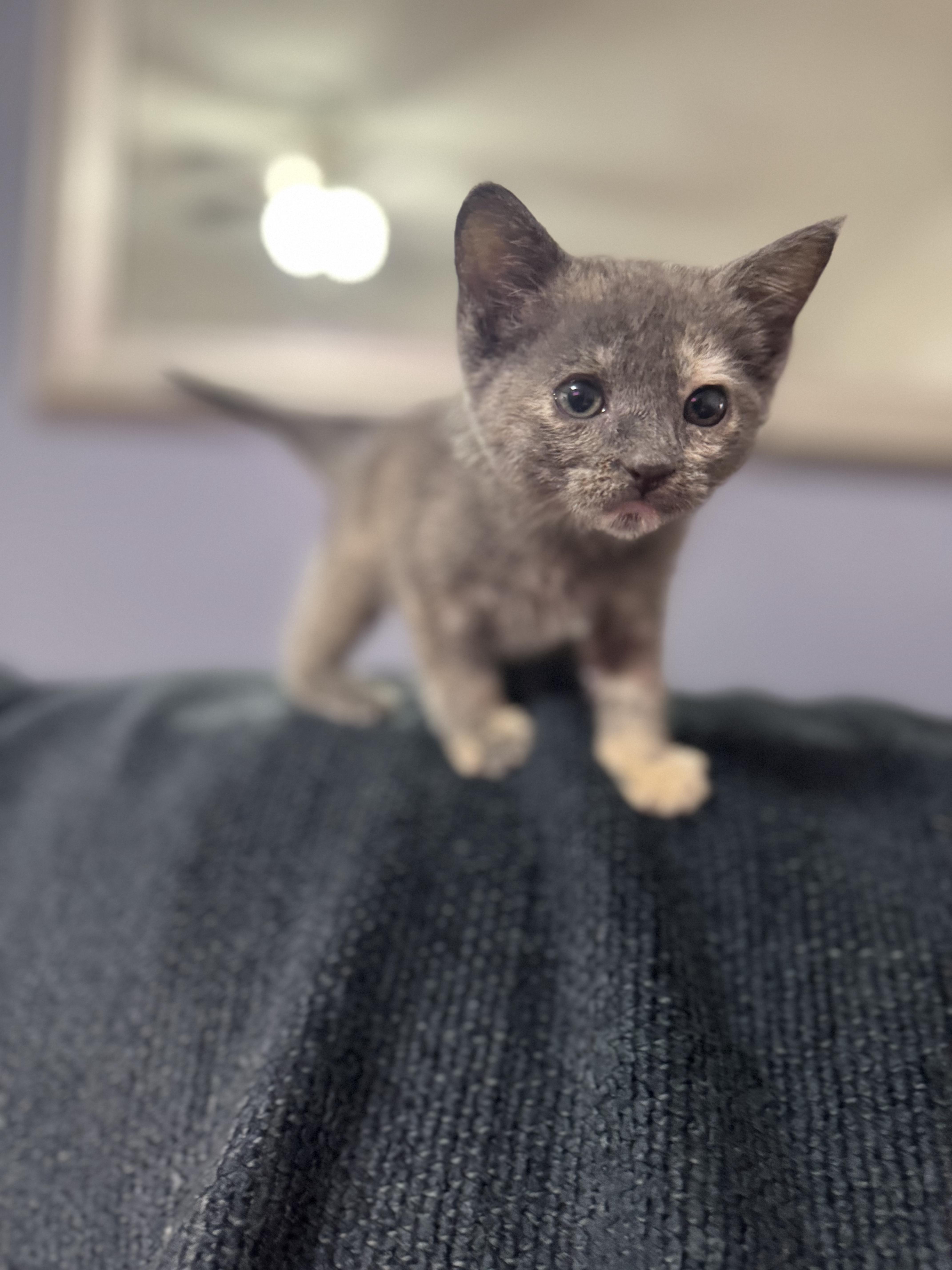 Enlarge Fiona, a ADOPTABLE Domestic Short Hair in Margate, FL image 2/3