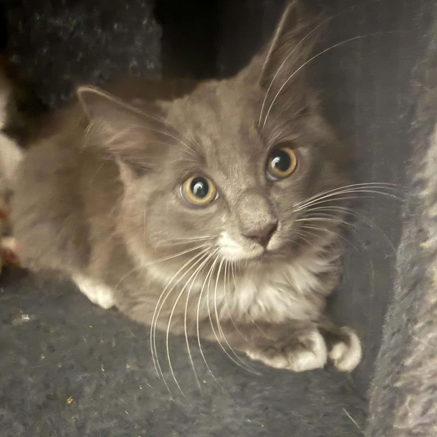 Enlarge Raphael, a ADOPTABLE American Shorthair in Danbury, CT image 2/2