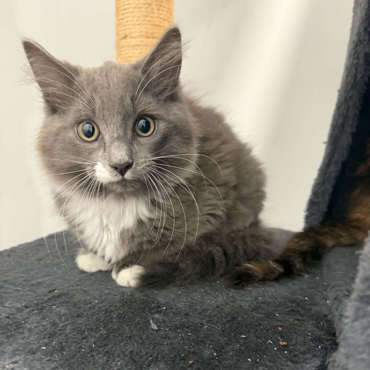 Raphael, ADOPTABLE, Kitten Male American Shorthair.