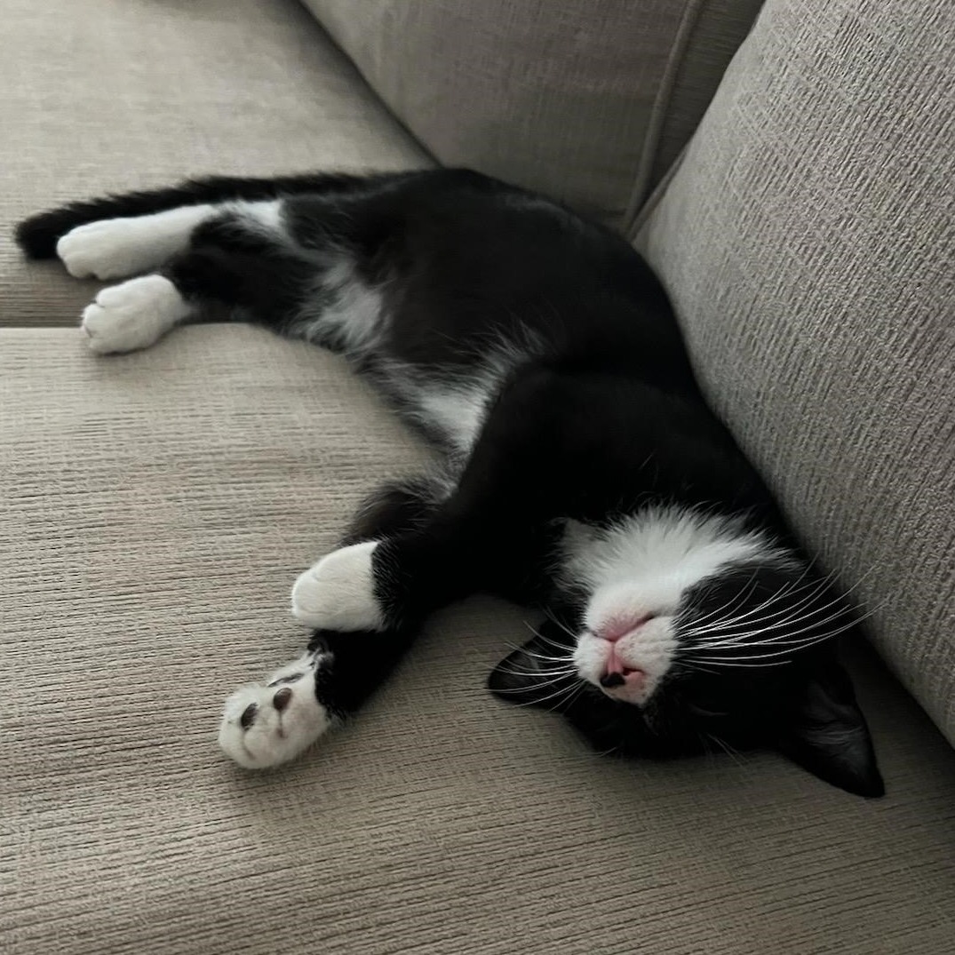 Cat for adoption *Dapper, a Domestic Short Hair in Queen Creek, AZ