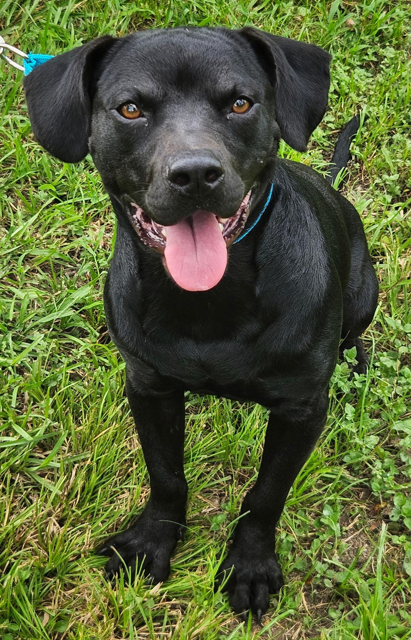 Enlarge Chance, a Adoptable mixed breed in Dallas, TX image 1/1