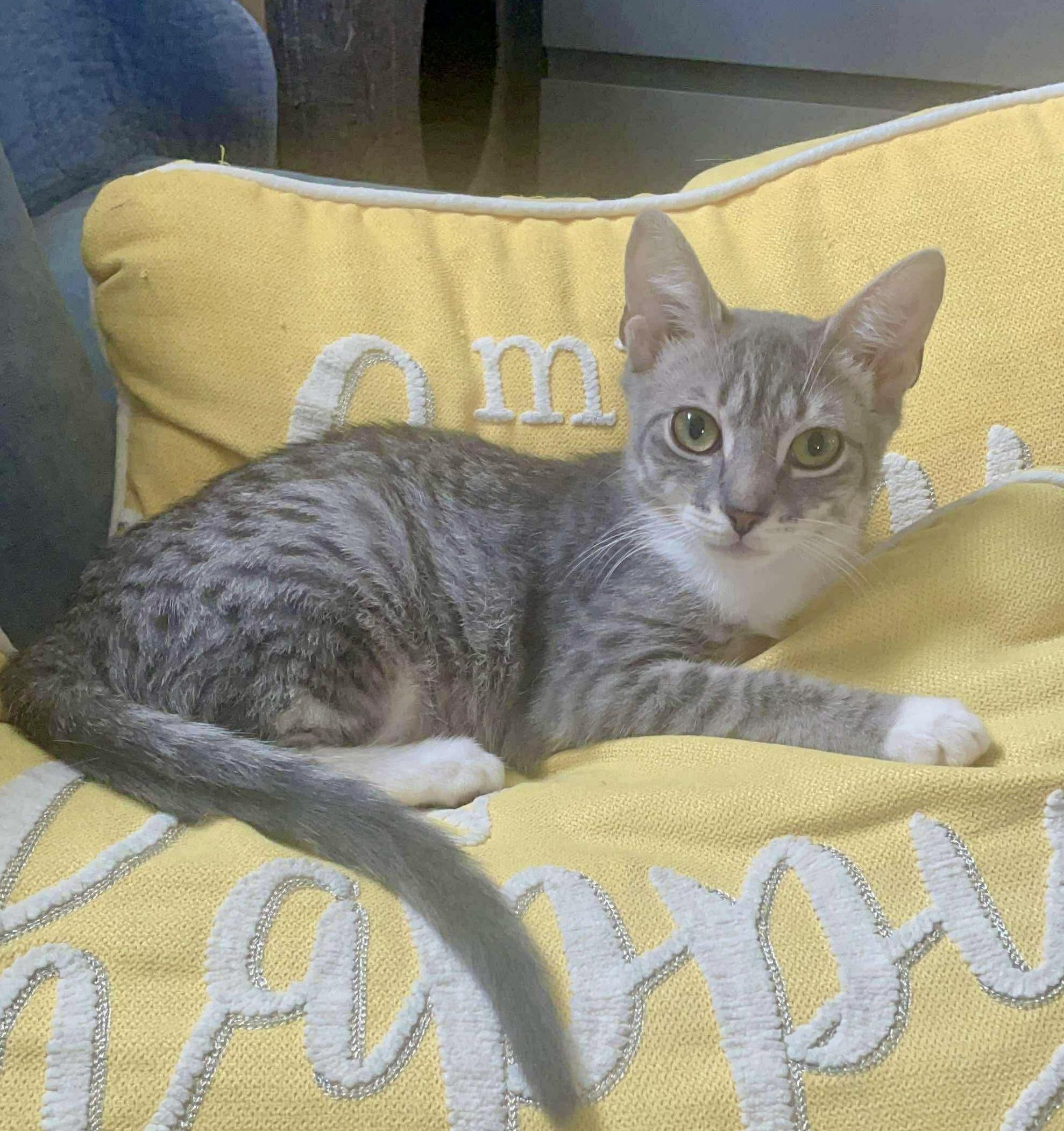 Enlarge Arthur, a Adoptable Domestic Short Hair in Brooklyn , NY image 3/4