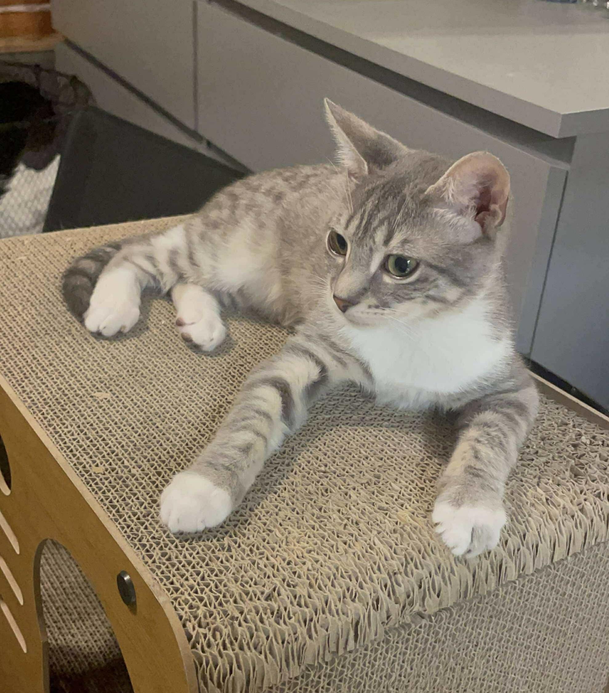 Enlarge Arthur, a Adoptable Domestic Short Hair in Brooklyn , NY image 2/4