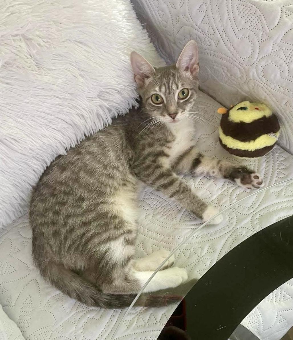 Enlarge Arthur, a Adoptable Domestic Short Hair in Brooklyn , NY image 4/4