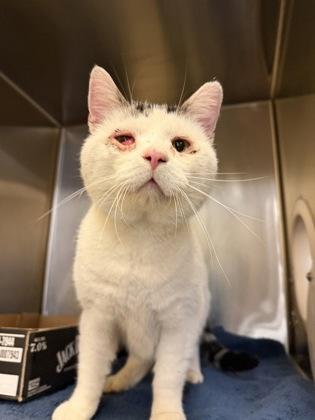 The Pawnz, Adoptable, Adult Male Domestic Short Hair & Domestic Short Hair.