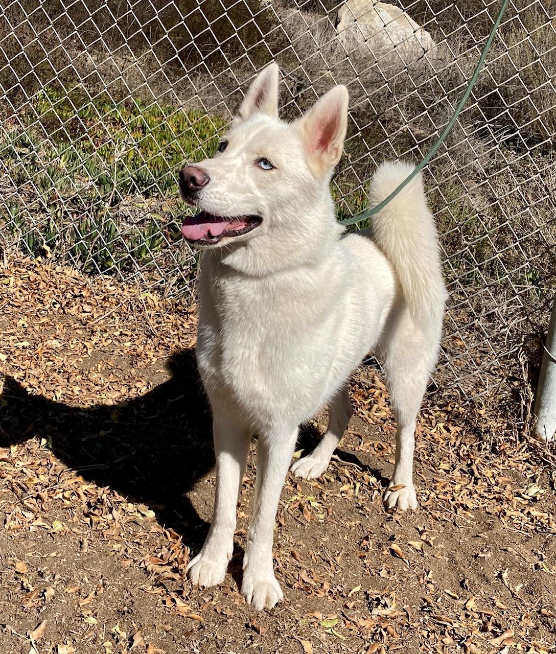 Enlarge Elsa, a Adoptable mixed breed in Camp Pendleton, CA image 5/6