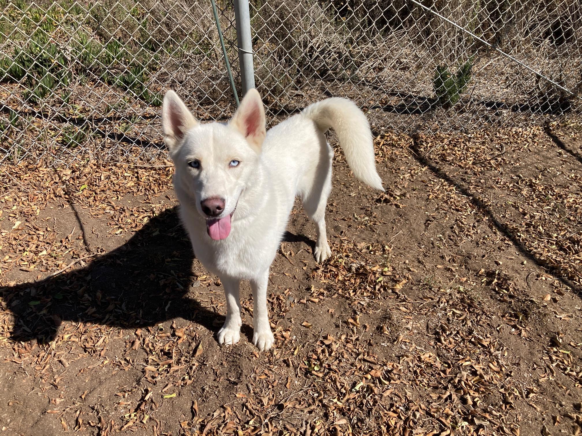 Enlarge Elsa, a Adoptable mixed breed in Camp Pendleton, CA image 6/6