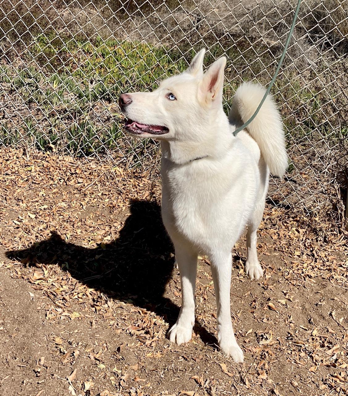 Enlarge Elsa, a Adoptable mixed breed in Camp Pendleton, CA image 4/6