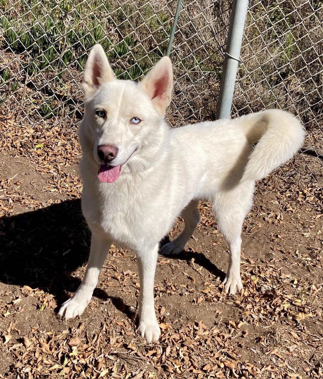 Enlarge Elsa, a Adoptable mixed breed in Camp Pendleton, CA image 2/6