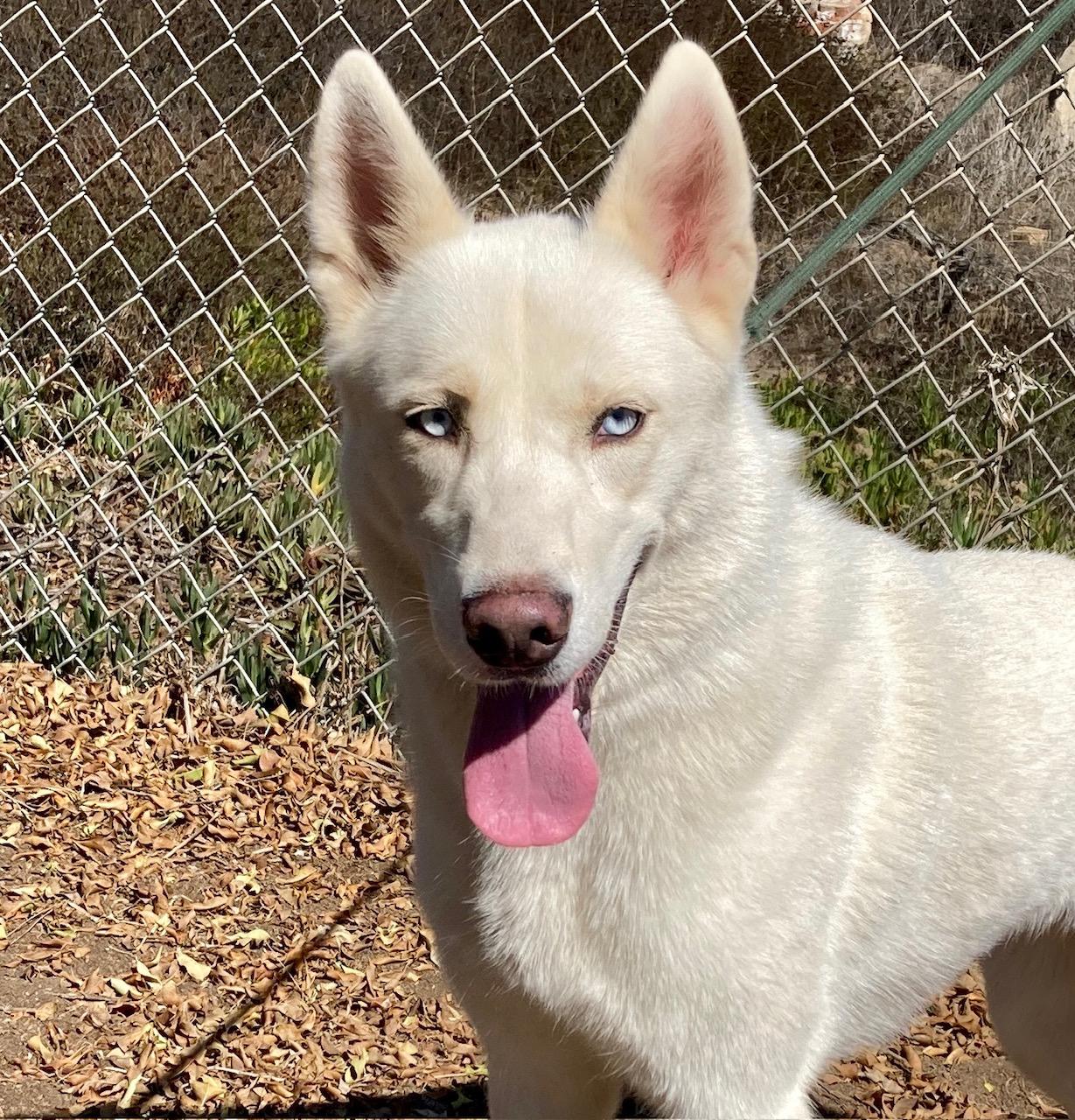 Elsa, Adoptable, Young Female Husky & Shepherd.