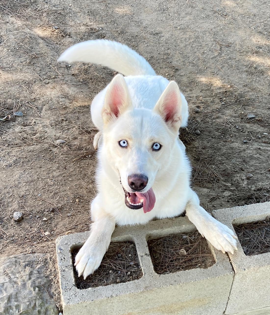Enlarge Elsa, a Adoptable mixed breed in Camp Pendleton, CA image 3/6