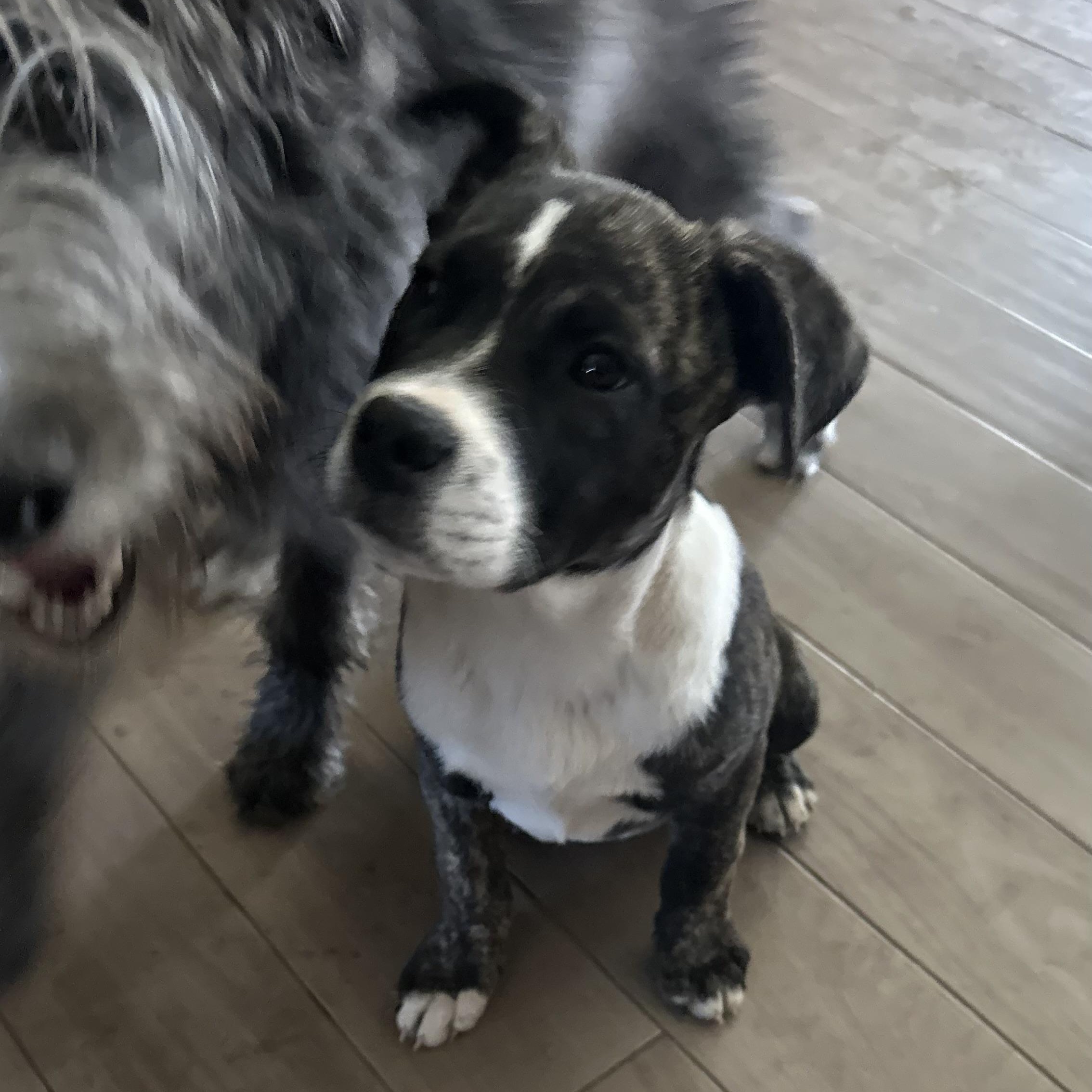 Isis, Adoptable, Puppy Female Black Mouth Cur & Mastiff.